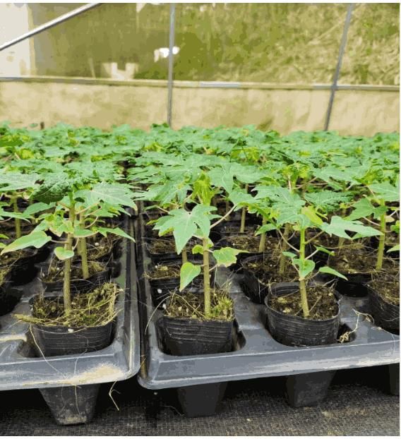 Imported Golden Papaya Seeds
