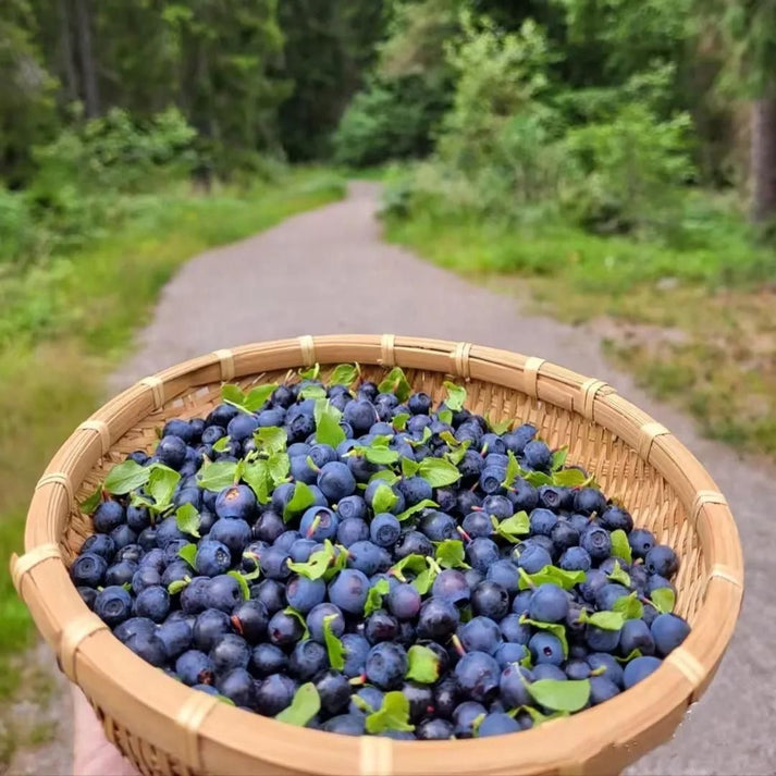 American Giant Blueberry Seeds