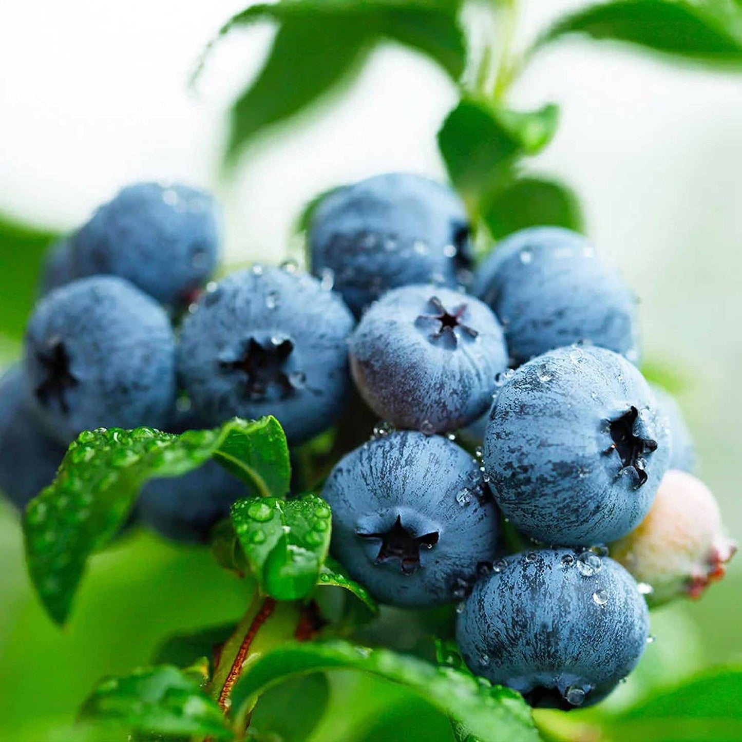 American Giant Blueberry Seeds