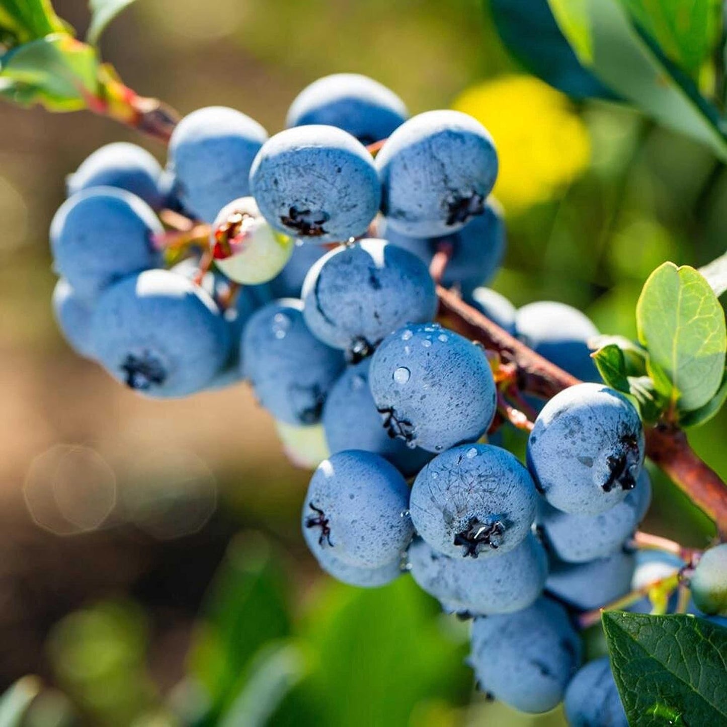 American Giant Blueberry Seeds