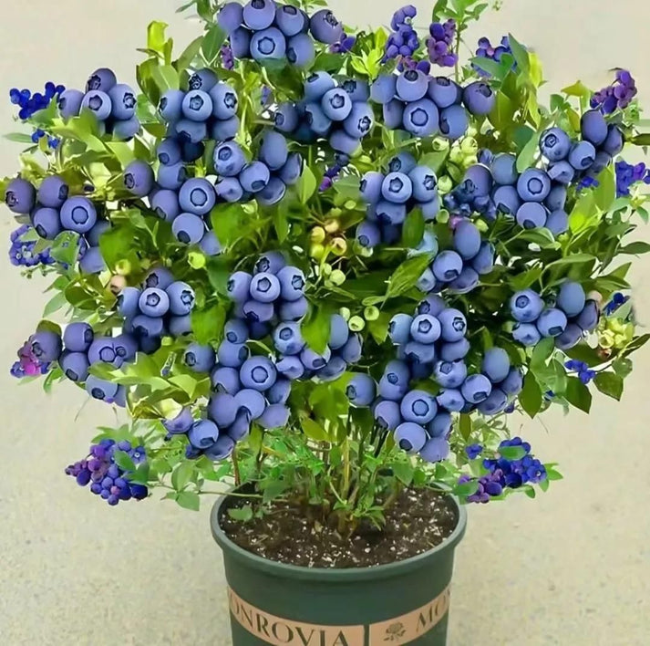 American Giant Blueberry Seeds
