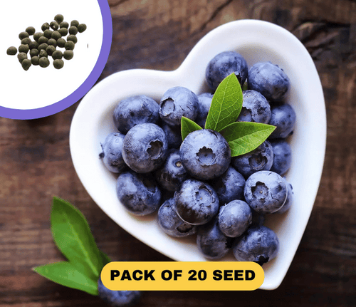 American Giant Blueberry Seeds