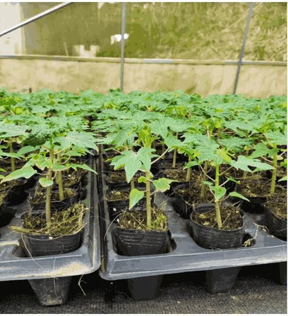 Imported Golden Papaya Seeds