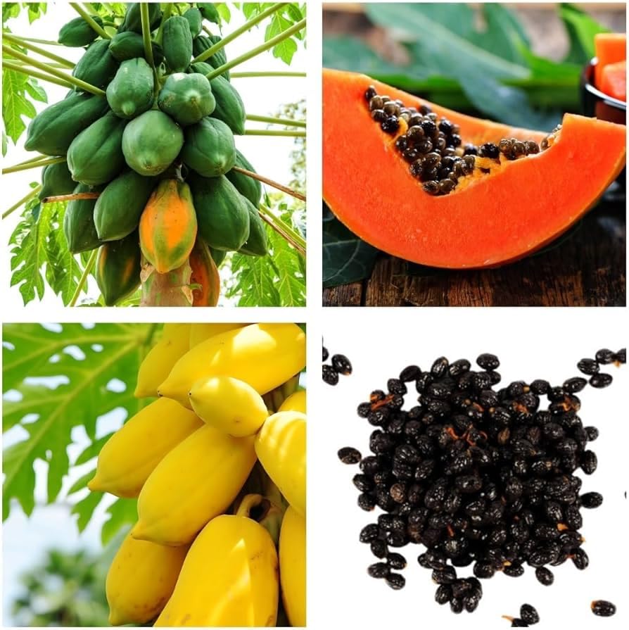 Imported Golden Papaya Seeds