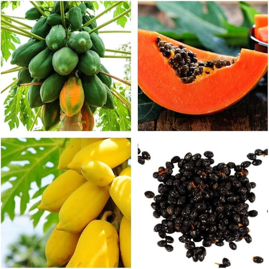 Imported Golden Papaya Seeds