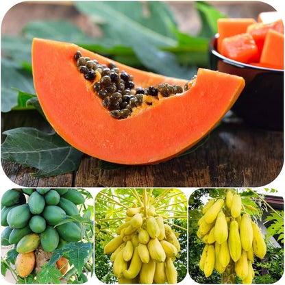 Imported Golden Papaya Seeds