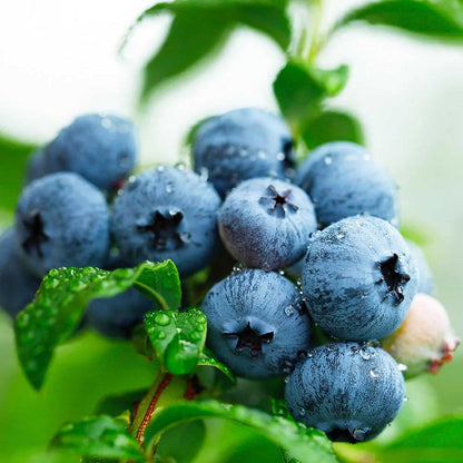American Giant Blueberry Seeds