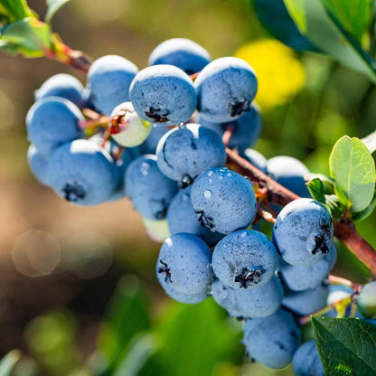 American Giant Blueberry Seeds