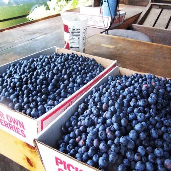 American Giant Blueberry Seeds