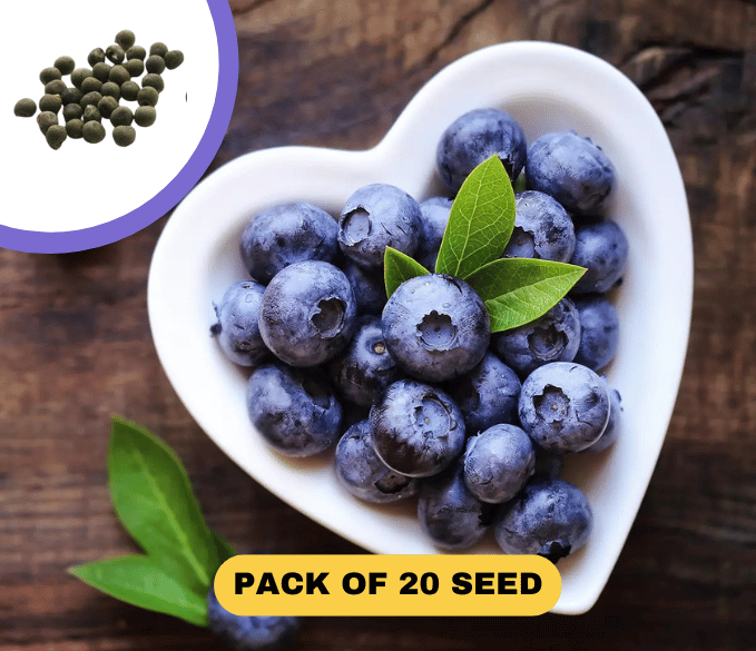 American Giant Blueberry Seeds