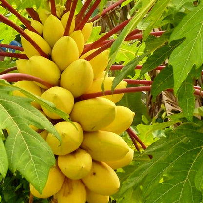 Imported Golden Papaya Seeds